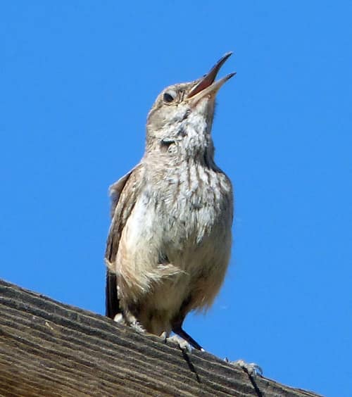Rock Wren reference