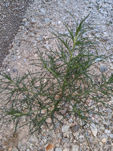 Russian Thistle reference