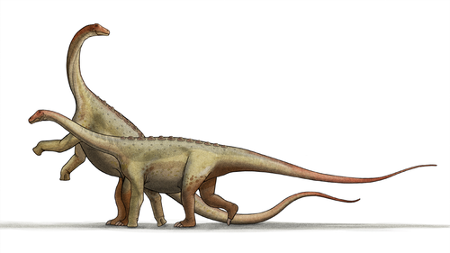 Saltasaurus reference