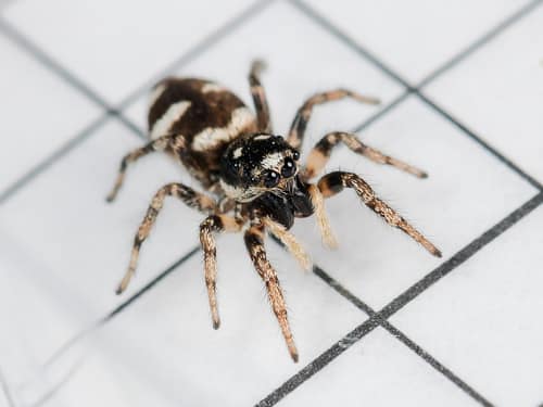 Zebra Jumping Spider reference