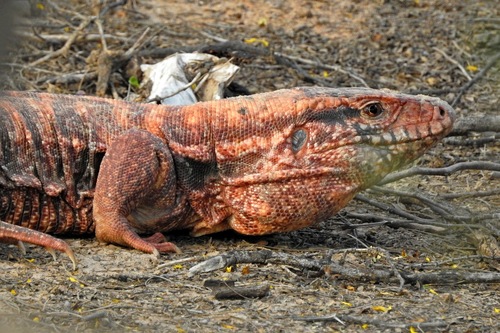 Red Tegu reference