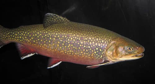 Brook Trout reference