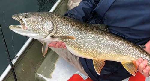 Lake Trout reference