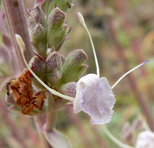 White Sage reference