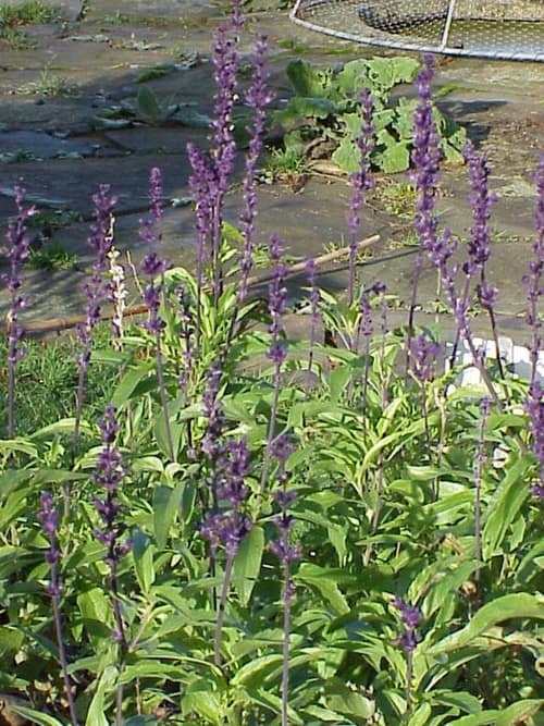 Mealycup Sage reference