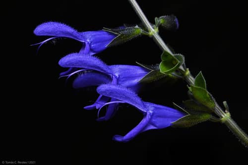 Black and Blue Sage reference