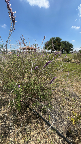 Mexican Bush Sage reference