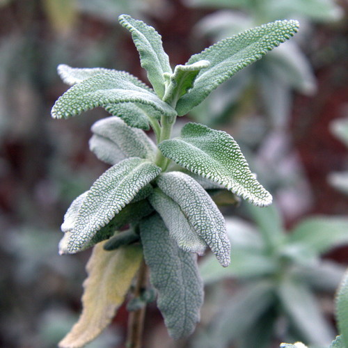 Purple Sage reference