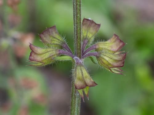 Lyreleaf Sage reference
