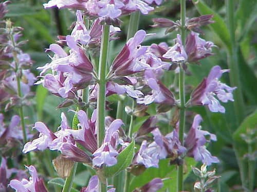 Common Sage reference