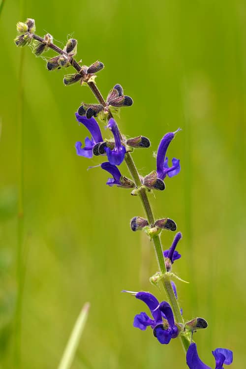 Meadow Clary reference