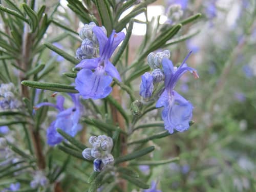 Rosemary reference