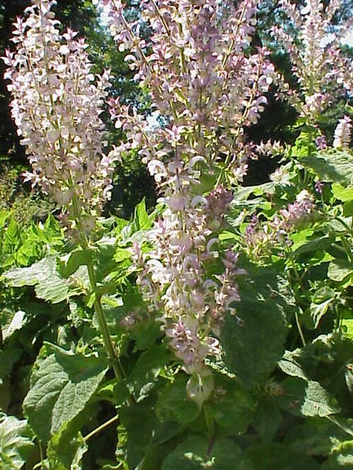 Clary Sage reference