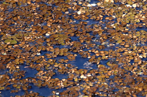 Common Salvinia reference
