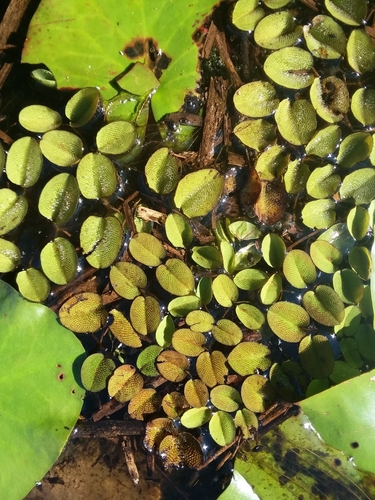 Kariba Weed reference