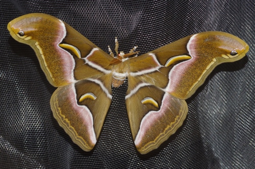 Ailanthus Silkmoth reference