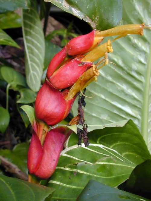 Shrubby Sanchezia reference