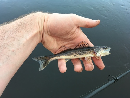Sauger reference