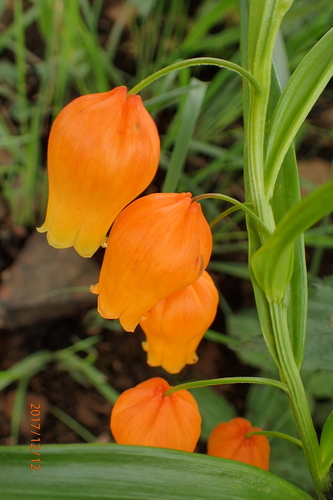 Chinese Lantern Lily reference