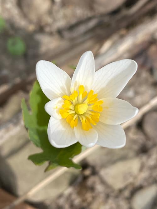 Bloodroot reference