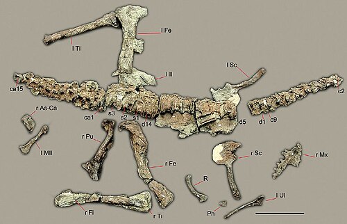 Sanjuansaurus reference