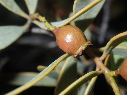 Australian Sandalwood reference