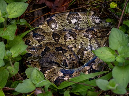 Madagascar Tree Boa reference