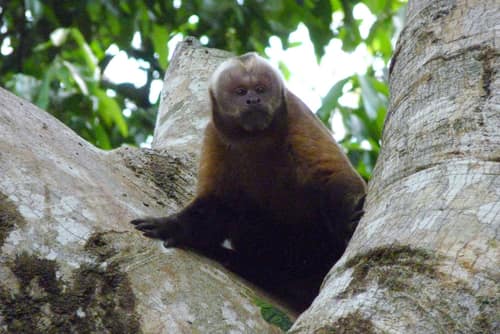 Tufted Capuchin reference