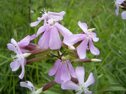 Common Soapwort reference