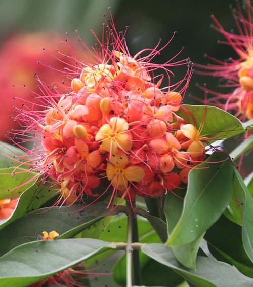 Ashoka Tree reference