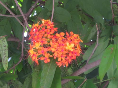 Ashoka Tree reference