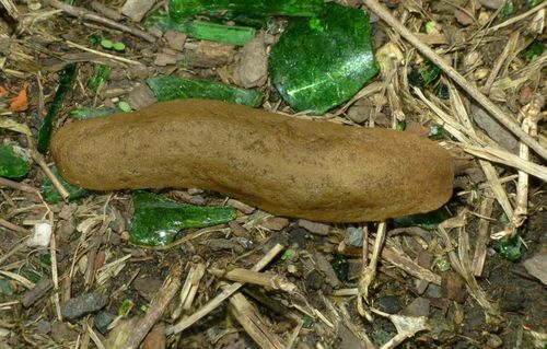 Caribbean Leatherleaf Slug reference