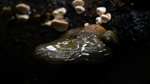 Late Oyster Mushroom reference