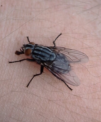 Friendly Fly reference