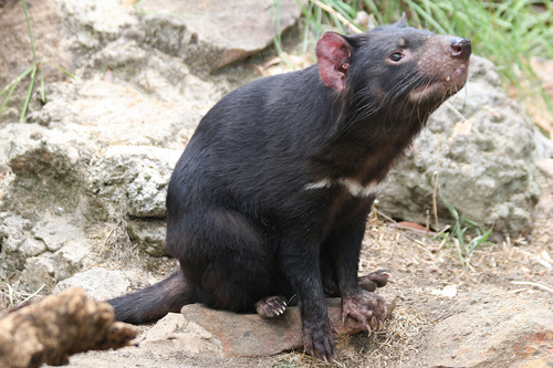Tasmanian Devil reference