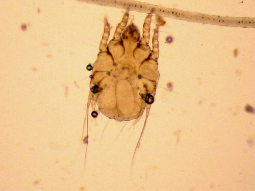 Itch Mite reference