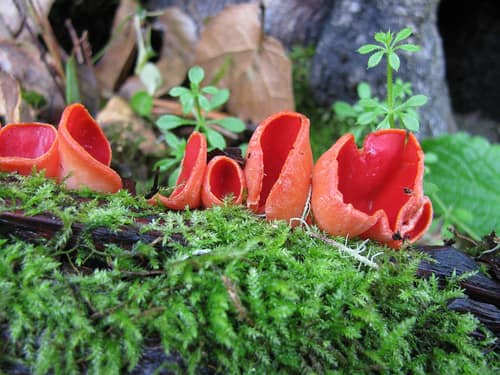 Scarlet Elf Cap reference