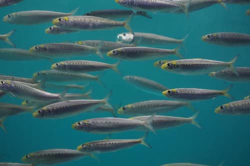 Pacific Sardine reference