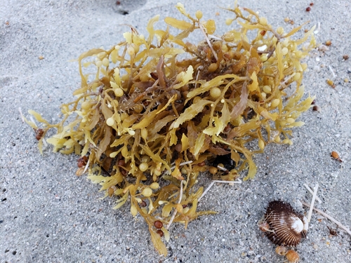 Broadleaf Gulfweed reference