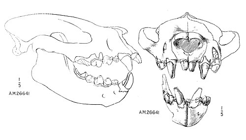 Sarkastodon reference
