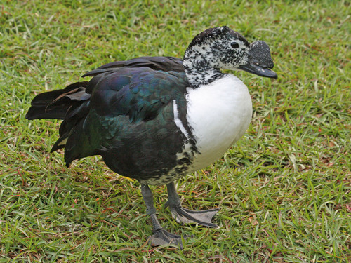 Comb Duck reference