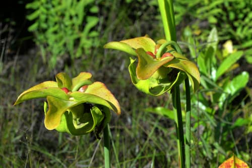 Pale Pitcher Plant reference