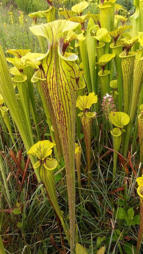 Yellow Pitcher Plant reference