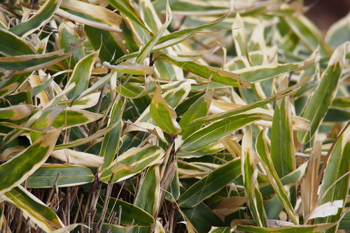 Kuma Bamboo Grass reference