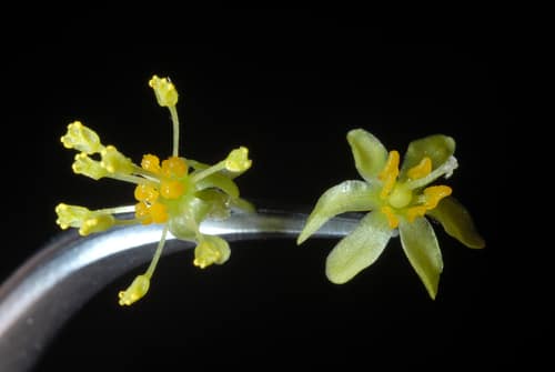 Sassafras reference