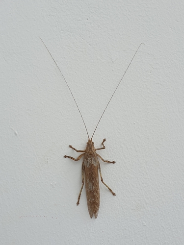 Bark Bush Cricket reference