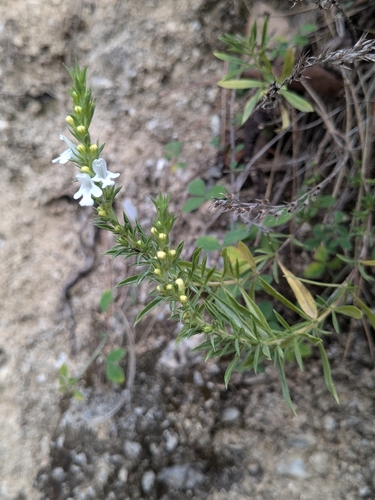 Winter Savory reference