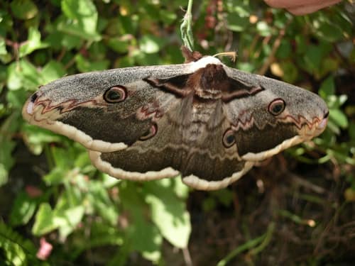 Giant Peacock Moth reference