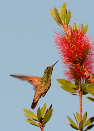 Berylline Hummingbird reference