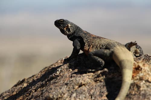 Common Chuckwalla reference
